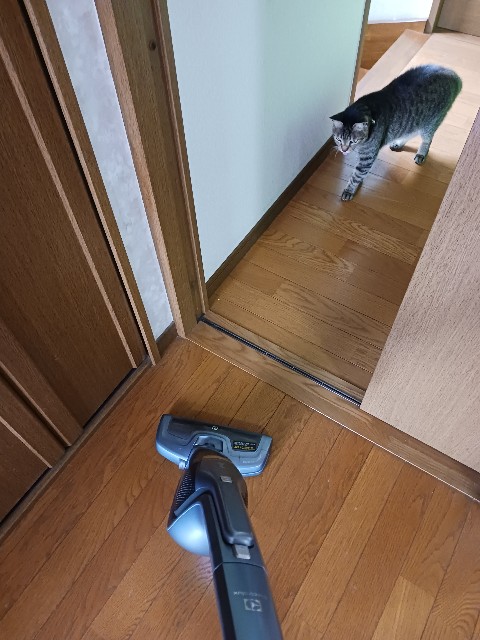f:id:gokusenblog:20240519220754j:image