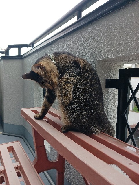 f:id:gokusenblog:20240609200629j:image
