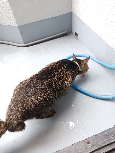 f:id:gokusenblog:20240612112337j:image