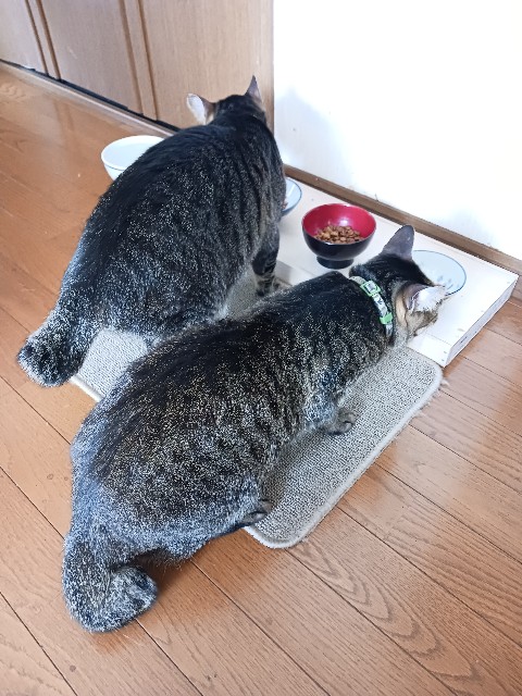 f:id:gokusenblog:20240628195243j:image