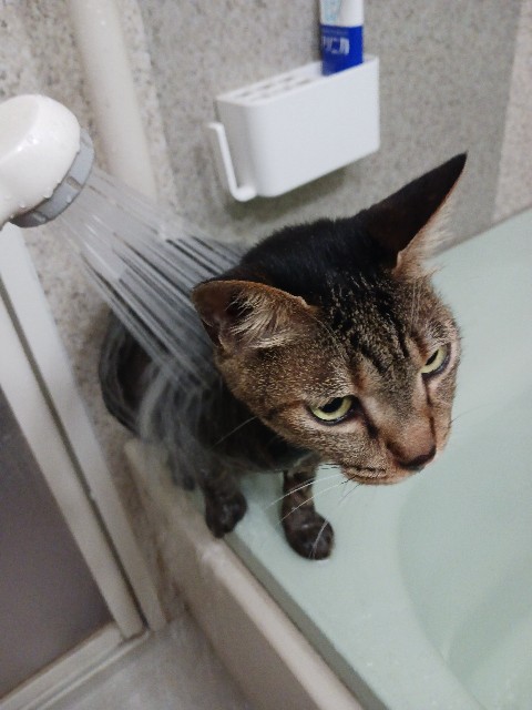 f:id:gokusenblog:20240714163753j:image