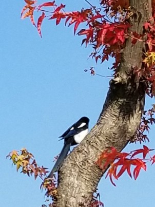 f:id:gol_g:20190308152104j:image f:id:gol_g:20190308152104j:image