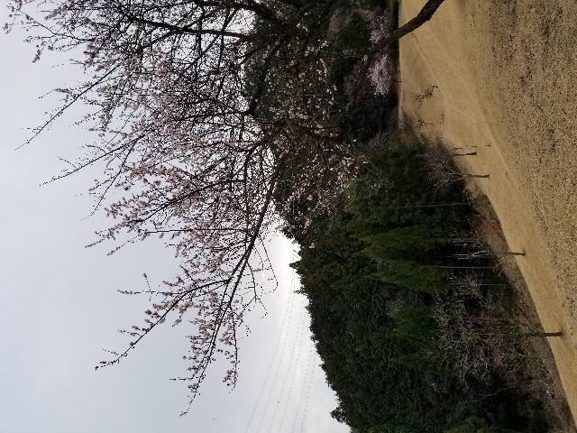 f:id:gol_g:20190316135928j:image