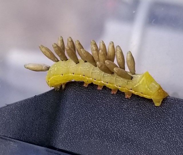 f:id:gol_g:20190520184922j:image f:id:gol_g:20190520184922j:image