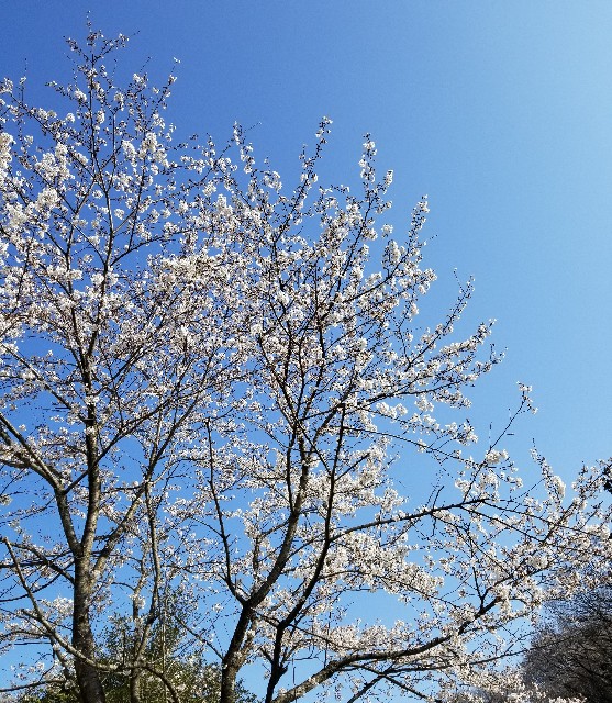 f:id:gol_g:20200326184524j:plain f:id:gol_g:20200326184524j:plain