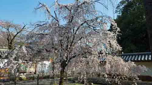 アメックス 京都 醍醐寺・三宝院 桜の夜間特別拝観