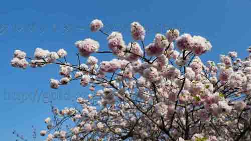 アメックス 京都 醍醐寺・三宝院 桜の夜間特別拝観