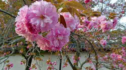 アメックス 京都 醍醐寺・三宝院 桜の夜間特別拝観