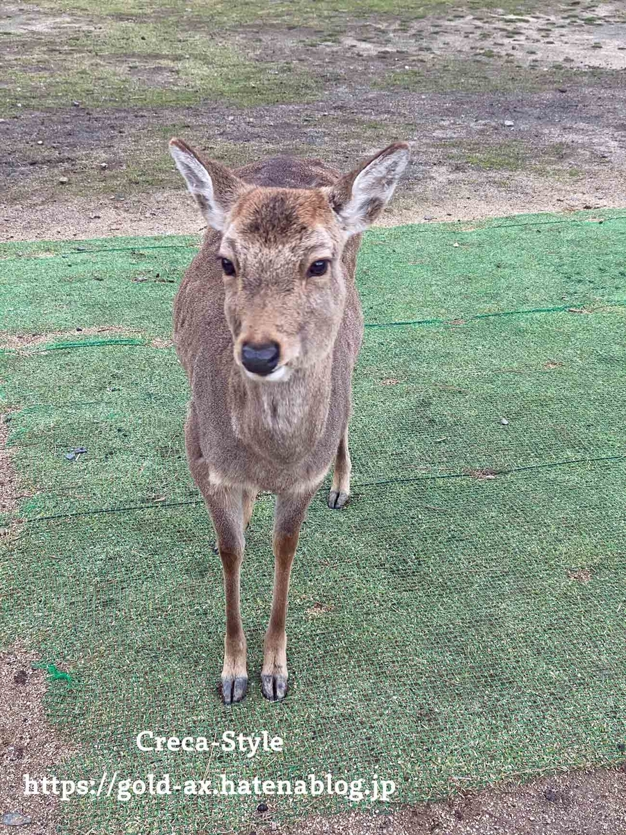 奈良公園 鹿