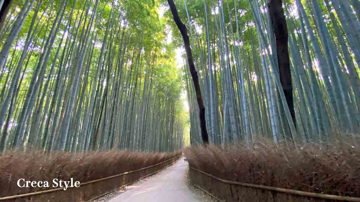 嵐山・竹林の小径(ちくりんのこみち)