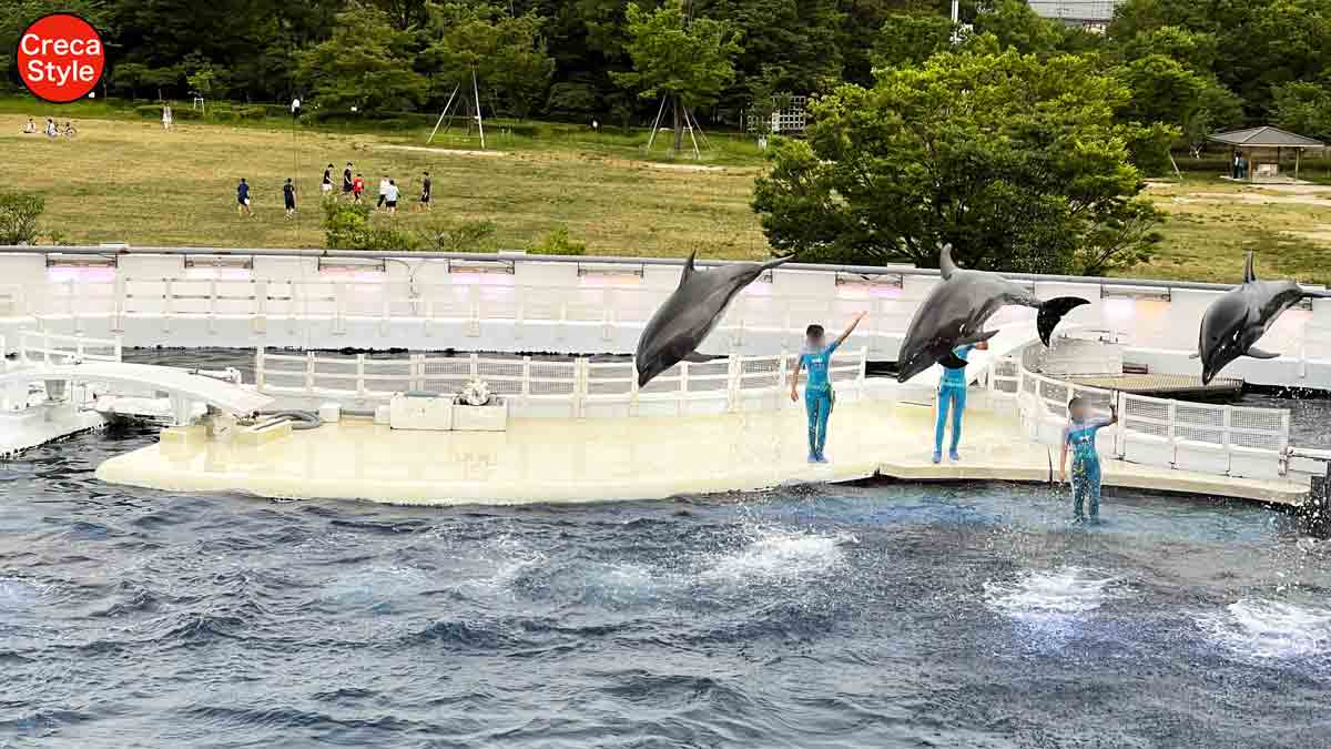 アメックス 水族館 貸切ナイト Staycation br Amex