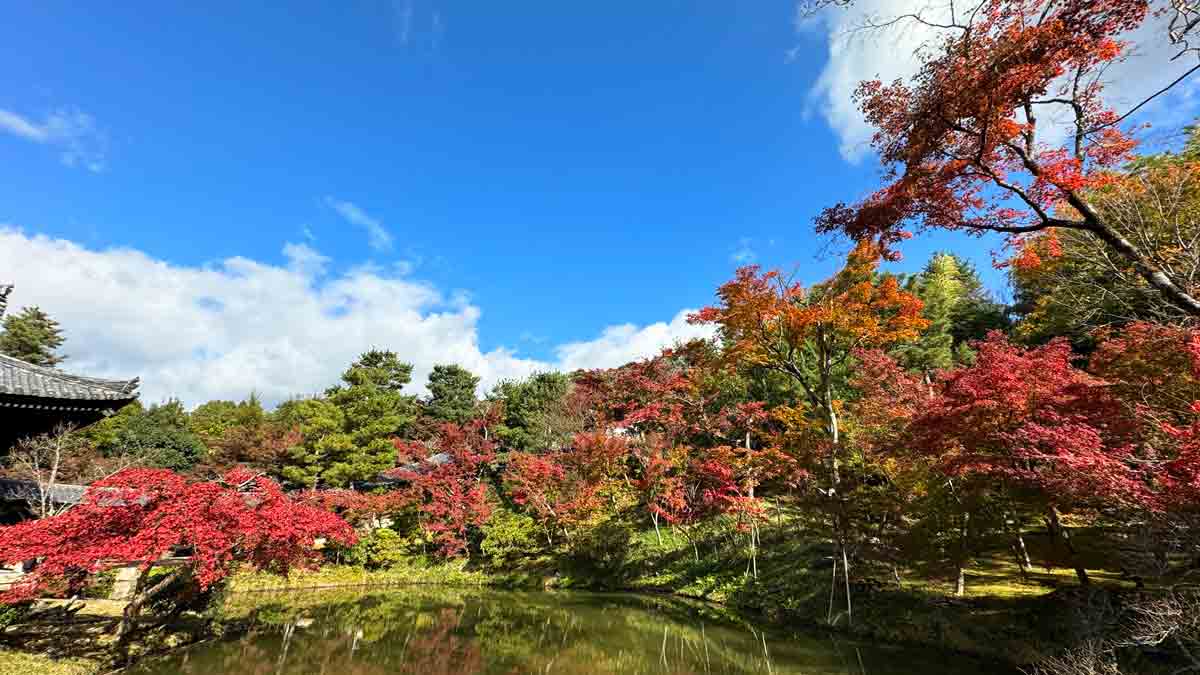 アメックス、紅葉の高台寺プレミアムアクセス Only for Amex