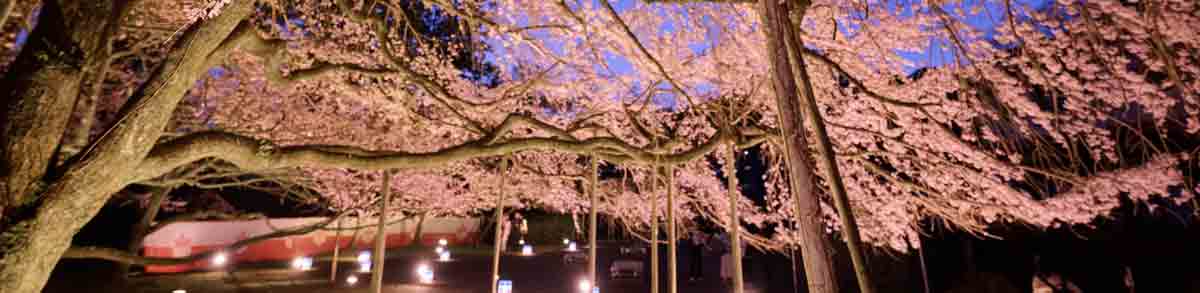 アメックスイベント 知新の扉 世界遺産 醍醐寺の特別観桜