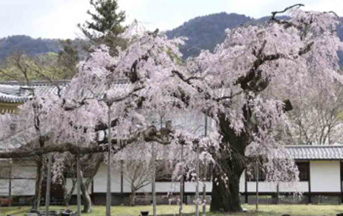 知新の扉 世界遺産 醍醐寺の特別観桜 Only for Amex 早朝プラン