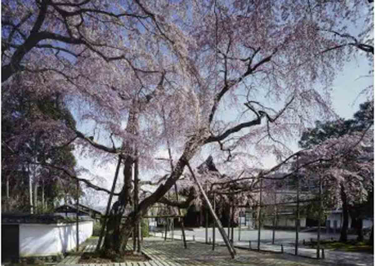 知新の扉 世界遺産 醍醐寺の特別観桜 Only for Amex 植樹チャリティー