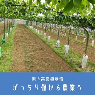 梨で儲かる農業実現へ 成長促進と高密植栽培の組み合わせ 農情人 農業は 創造業 Metagri メタグリ 実現へ
