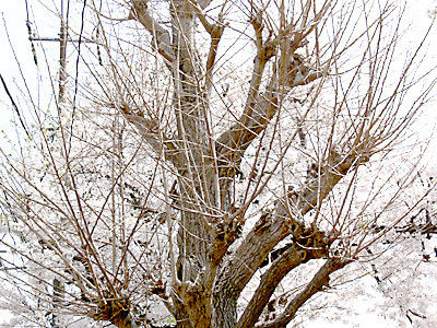 f:id:goldhead:20080227190057j:image