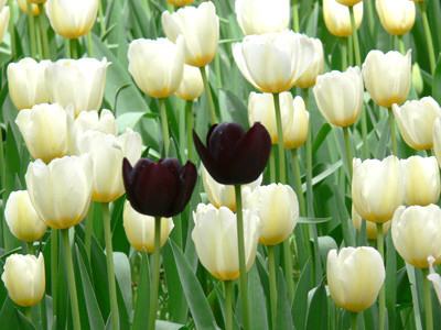 f:id:goldhead:20080421182434j:image f:id:goldhead:20080421182434j:image