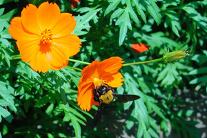 f:id:goldhead:20081010140345j:image