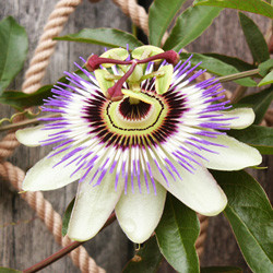 f:id:goldhead:20081017121442j:image f:id:goldhead:20081017121442j:image