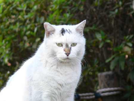 f:id:goldhead:20090102171950j:image