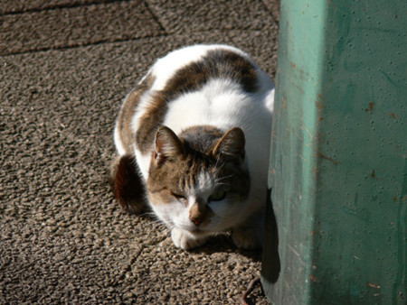 f:id:goldhead:20090102172007j:image
