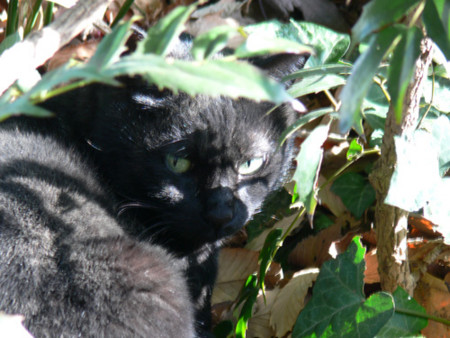 f:id:goldhead:20090102172103j:image
