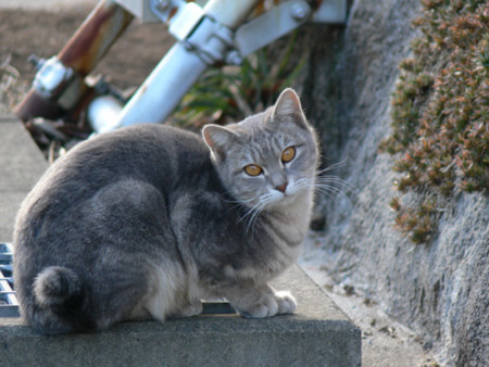 f:id:goldhead:20090102172126j:image