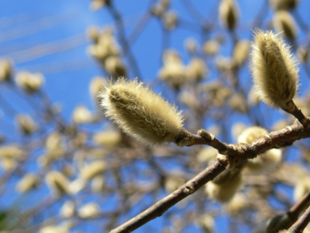 f:id:goldhead:20090102172210j:image