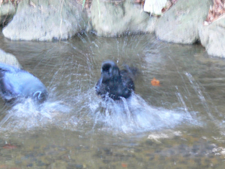 f:id:goldhead:20090102172555j:image