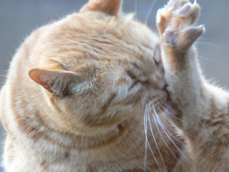 f:id:goldhead:20090102172556j:image