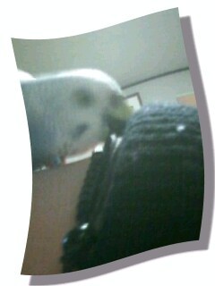 f:id:goldhead:20090104002146j:image