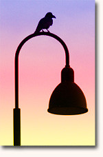 f:id:goldhead:20090131130150j:image:left