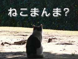 f:id:goldhead:20090228204425j:image
