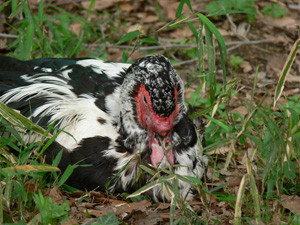 f:id:goldhead:20090307143013j:image:left f:id:goldhead:20090307143013j:image:left