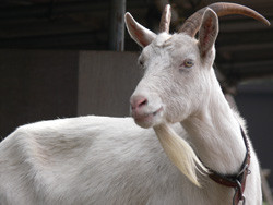 f:id:goldhead:20090312133756j:image:right