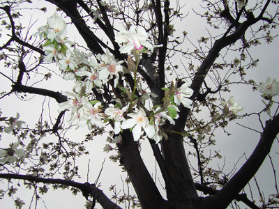 f:id:goldhead:20090320115616j:image