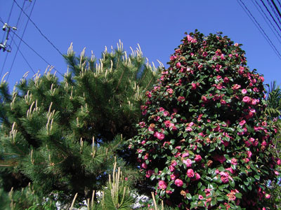 f:id:goldhead:20090415093927j:image