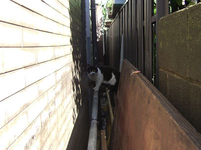 f:id:goldhead:20090415093928j:image