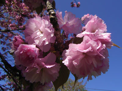 f:id:goldhead:20090415093929j:image