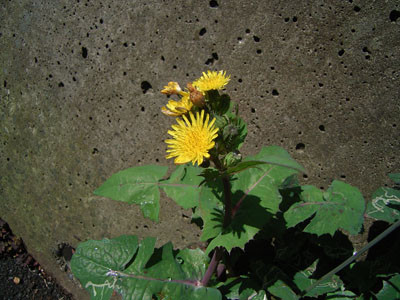 f:id:goldhead:20090415093932j:image