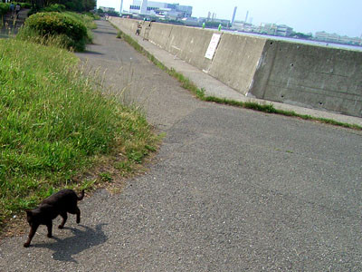f:id:goldhead:20090523171941j:image