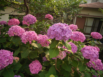 f:id:goldhead:20090616125151j:image:left f:id:goldhead:20090616125151j:image:left