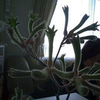 f:id:goldhead:20090706150029j:image:left:right