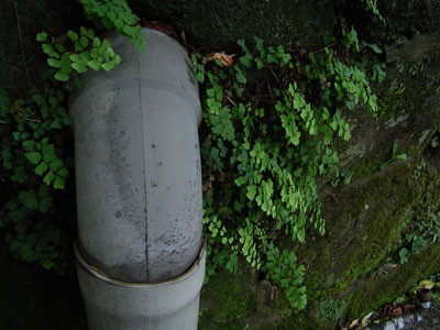 f:id:goldhead:20090711161608j:image:left
