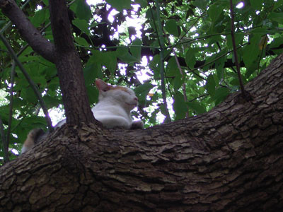 f:id:goldhead:20090711161610j:image:left