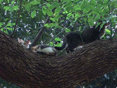 f:id:goldhead:20090711161611j:image:left