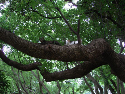 f:id:goldhead:20090711161612j:image:left