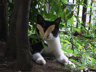 f:id:goldhead:20090711161613j:image:left