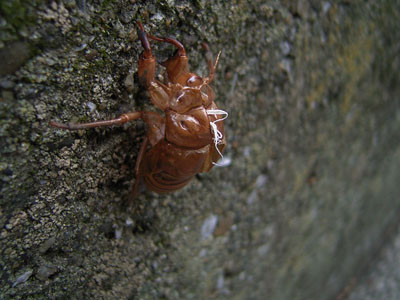 f:id:goldhead:20090711161614j:image:left